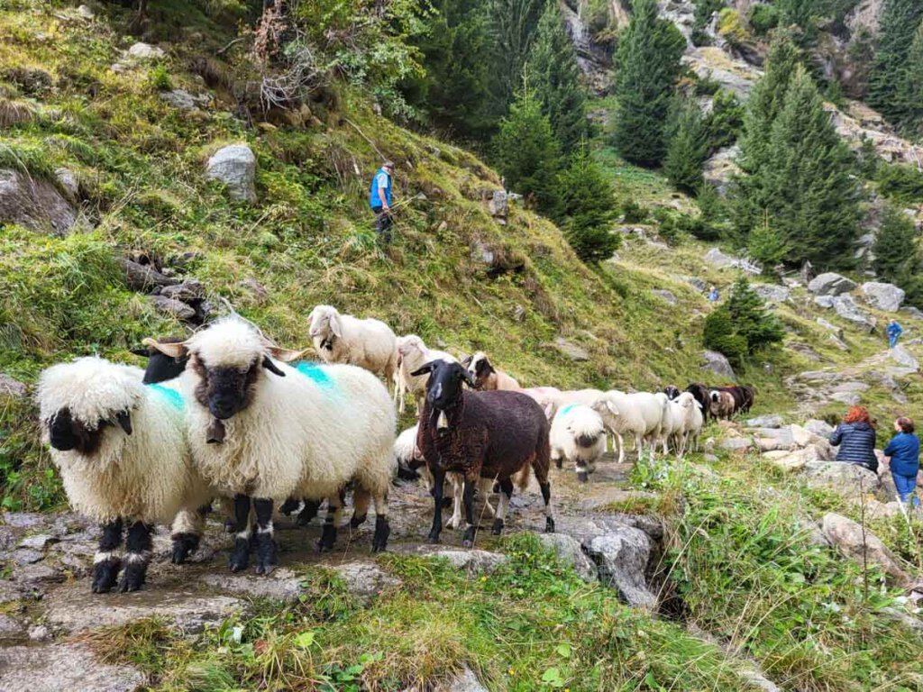 Schafe auf ihrem Weg durchs Zieltal zur Nasereithütte