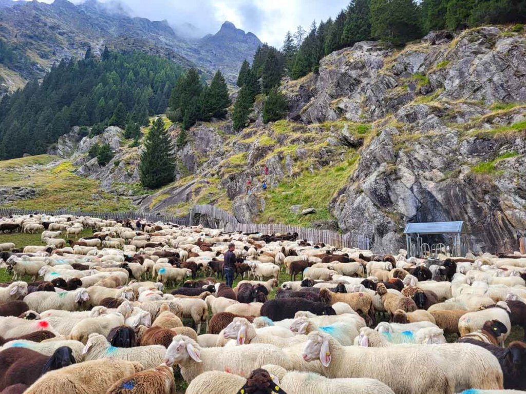 Der traditionelle Almabtrieb der Schafe im Südtiroler Zieltal hoch über Partschins