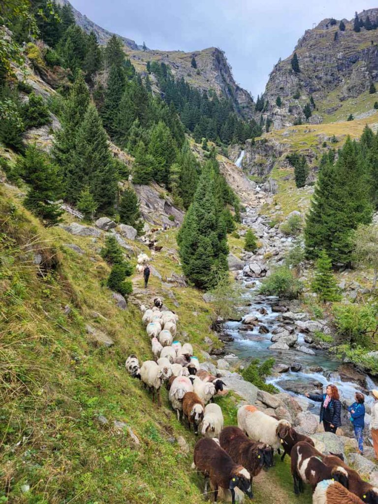 Schafabtrieb in der grandiosen Kulisse des Zieltals bei Partschins