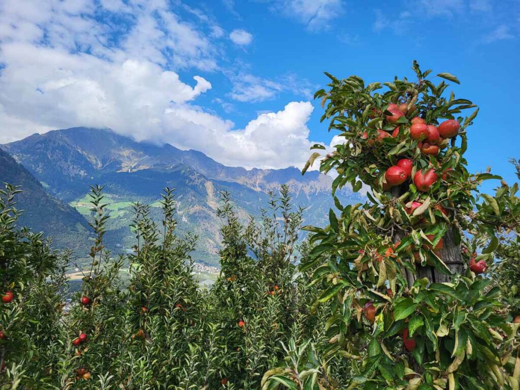 Typisch Vinschgau: Die Apfelplantage des Biohof Niedereben