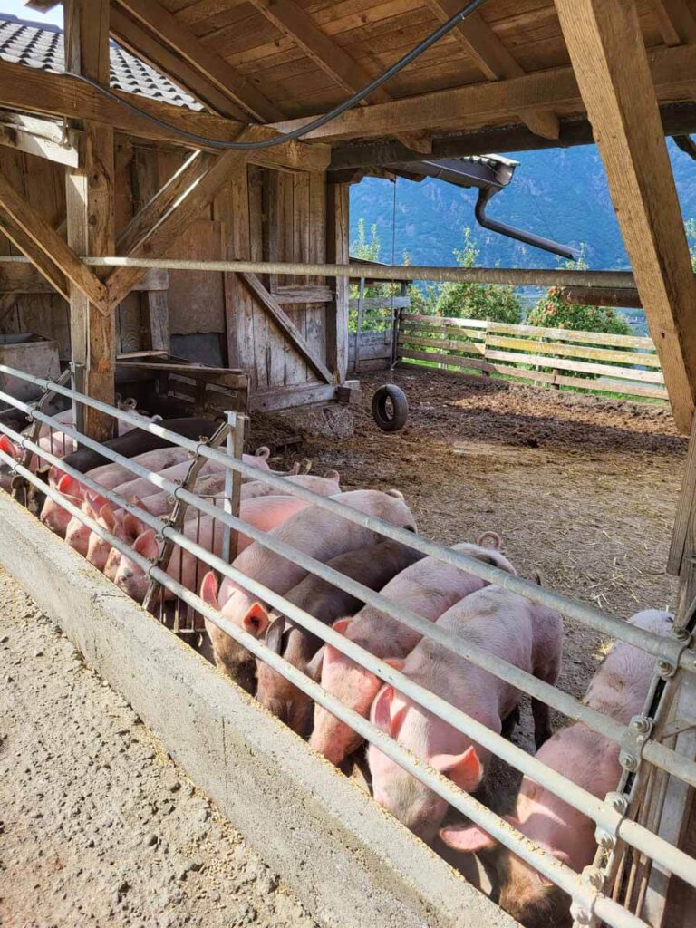 Besuch bei den Hausschweinen des Bauernhofs Niedereben in Partschins