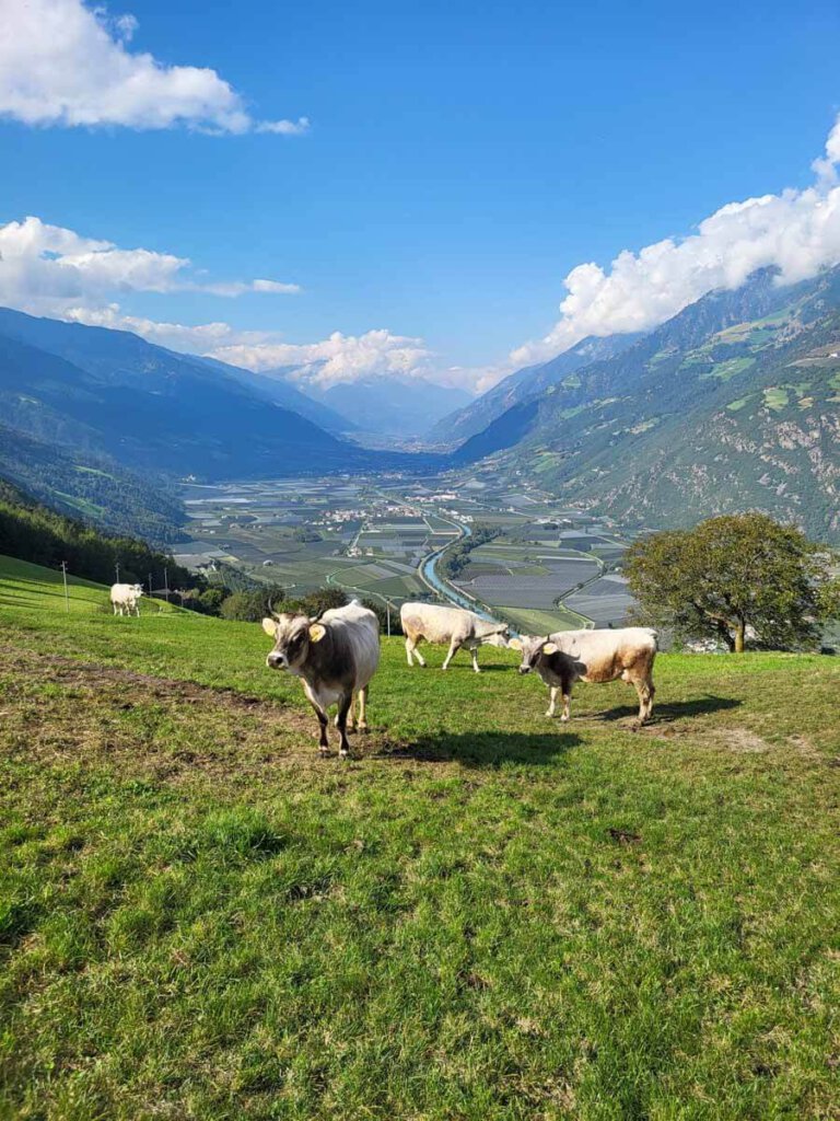 Herrlicher Blick von der Weide über den Südtiroler Vinschgau