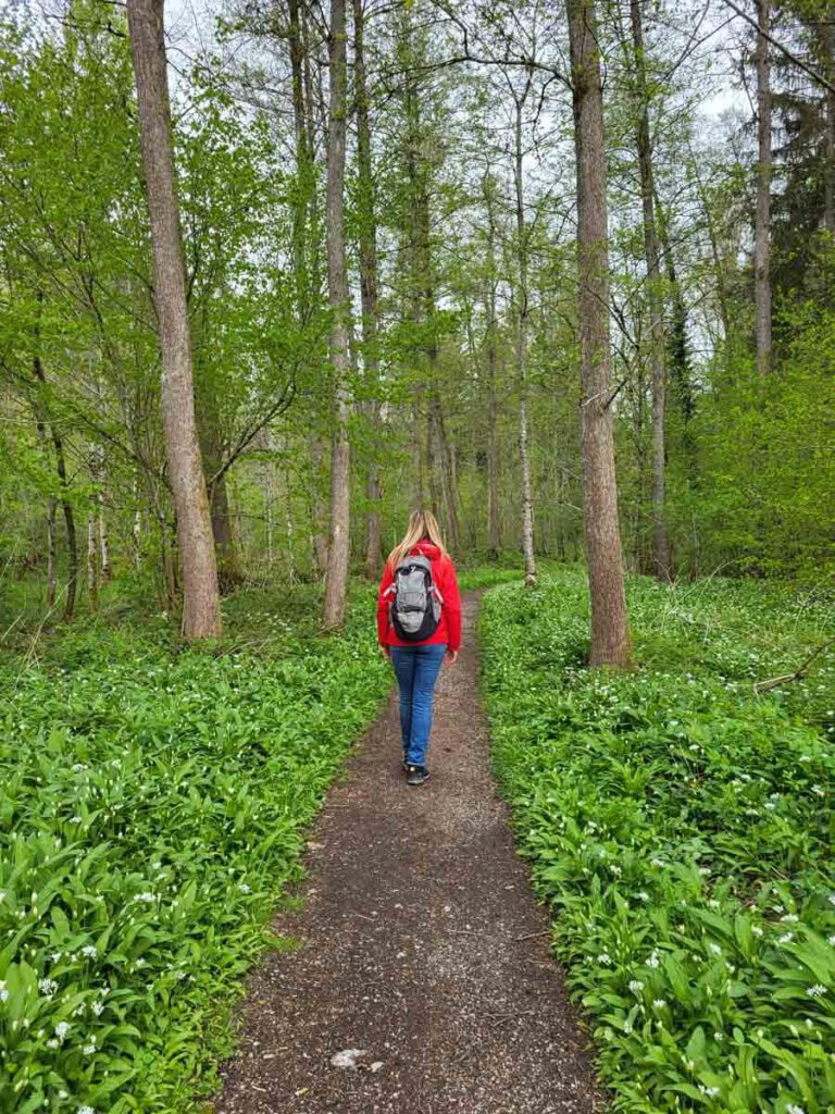 Wilder Bärlauch säumt den Wanderweg 's Äpple bei Oppenweiler
