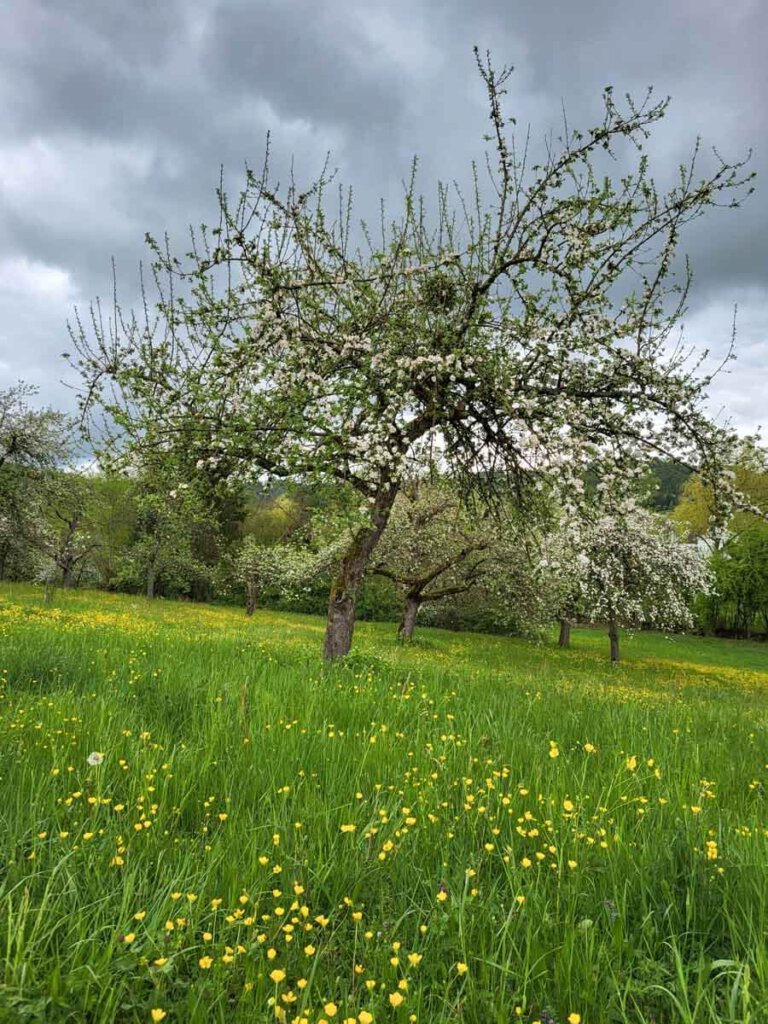 Streuobstwiesen dienen dem Artenschutz