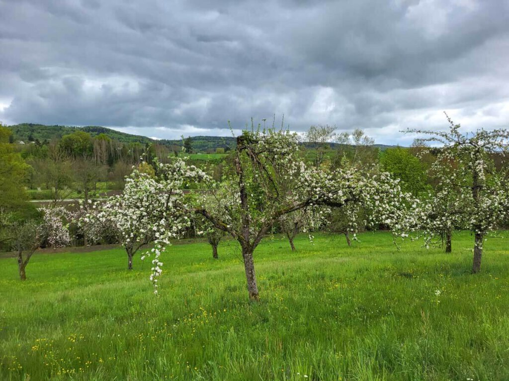 Streuobstblüte im Schwäbischen Mostviertel bei Backnang
