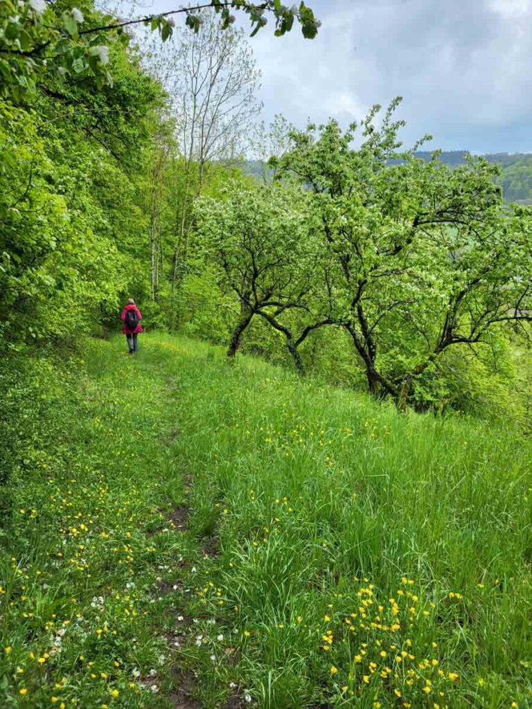 Wandern bei Stuttgart; 's Äpple führt durch ein grünes Paradies