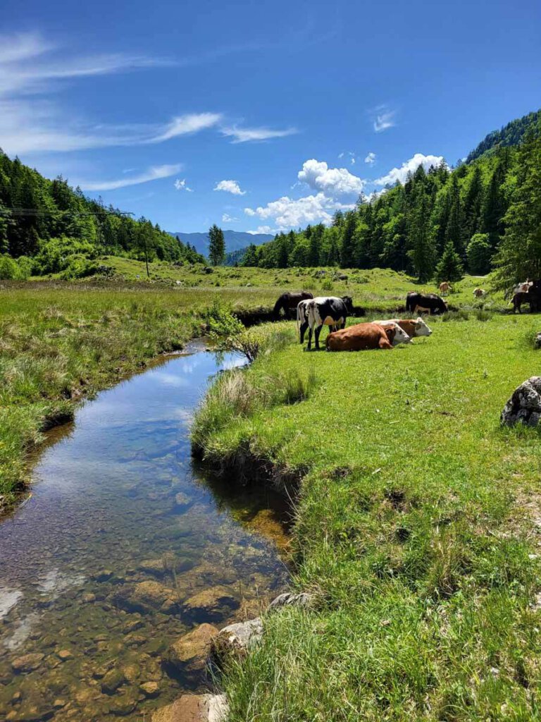 Idyllische Almwiesen beim Wandern im Salzkammergut