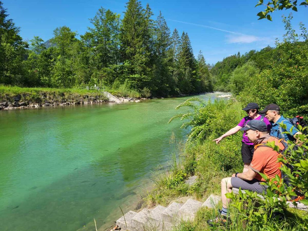 Reges Fischtreiben in der Ischler Ache