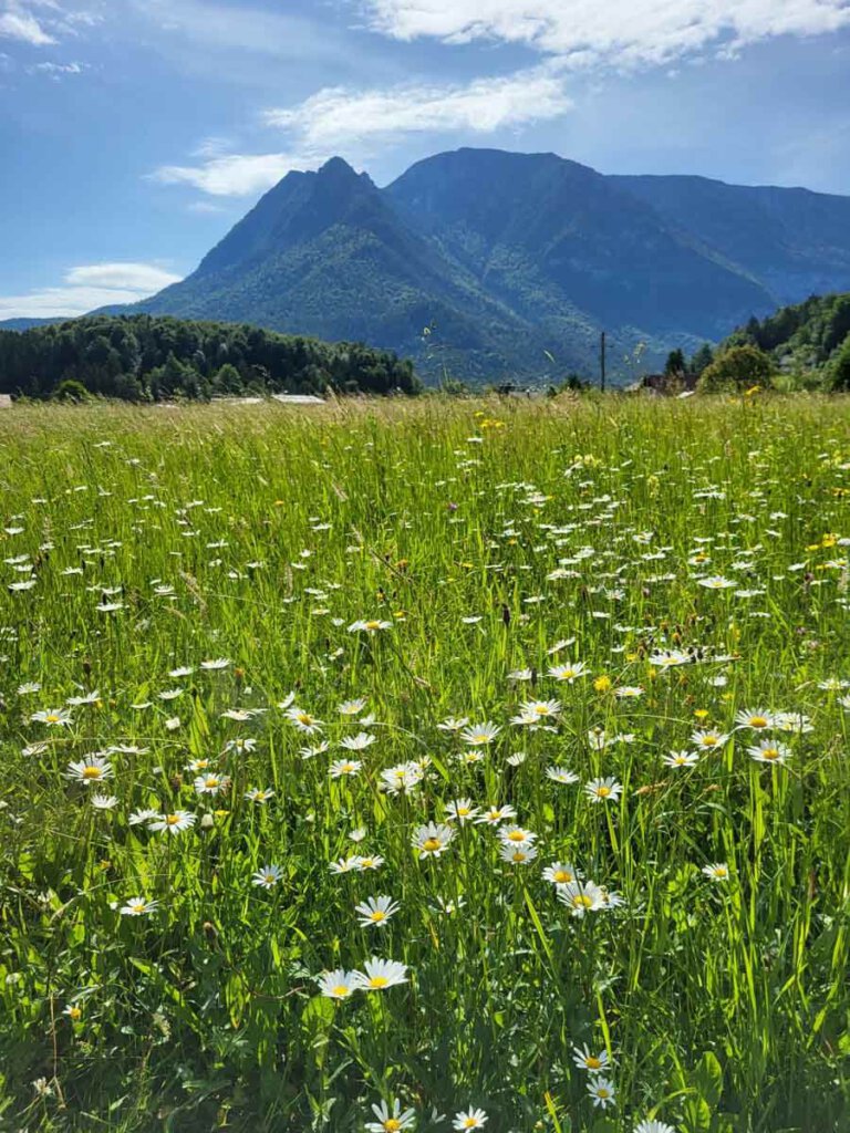 Blühende Almwiesen zu Füßen des Hohen Sarstein