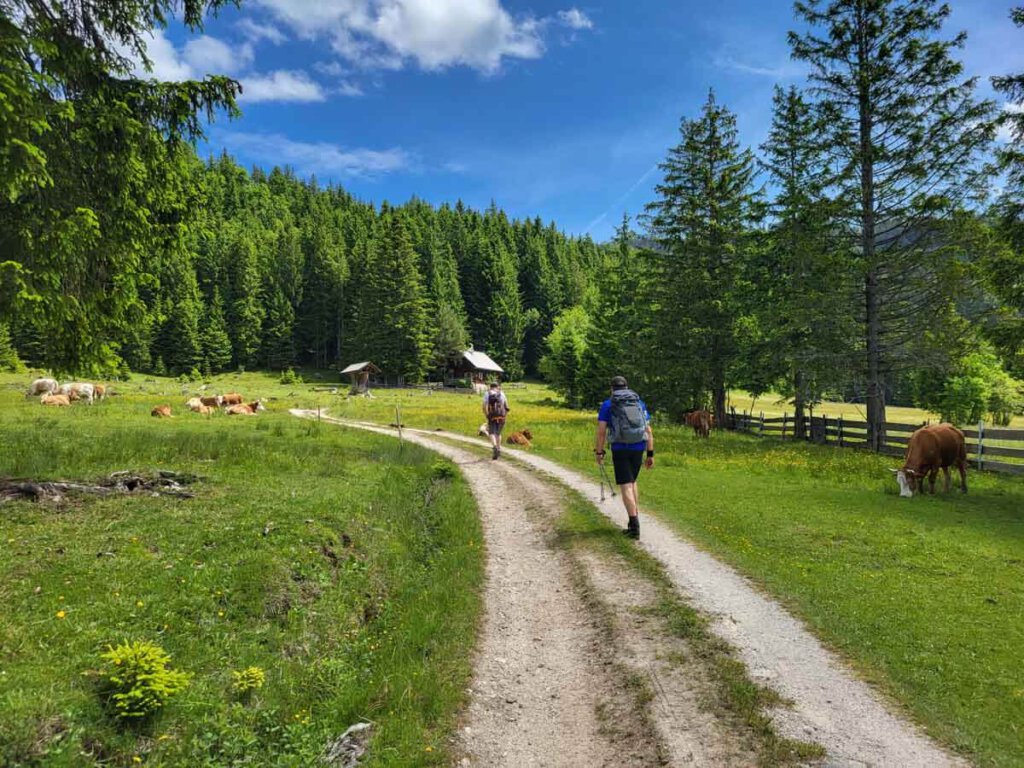 Herrliche Almwiesen im Salzkammergut Österreich