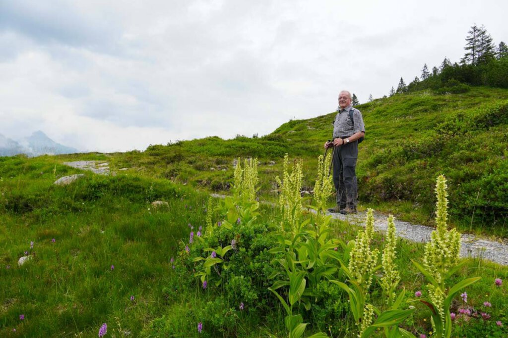 Herrlich blühende Bergwiesen am Sonnenkopf in Vorarlberg, Österreich