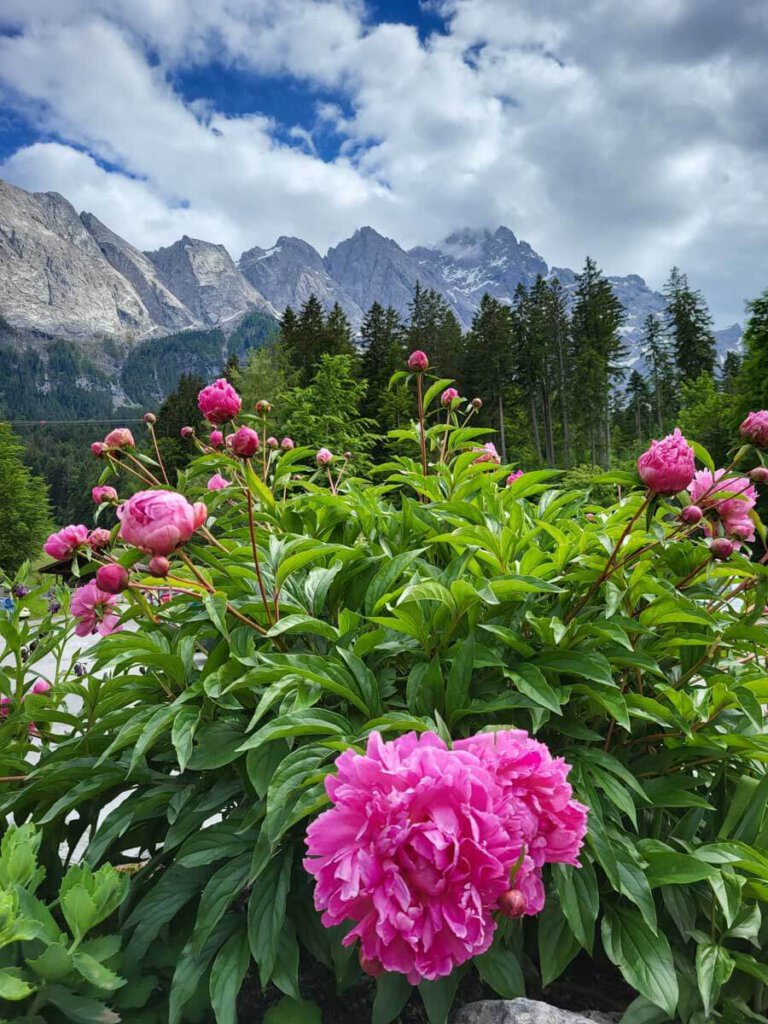 Herrliche Pfingstrosenblüte am Eibsee mit Zugspitzblick