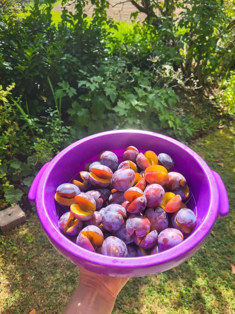 Die Zwetschgen sind entsteint - zum Kuchenbacken oder Einfrieren