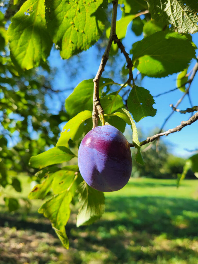 Endlich Zwetschgensaison auf den Streuobstwiesen im Ländle