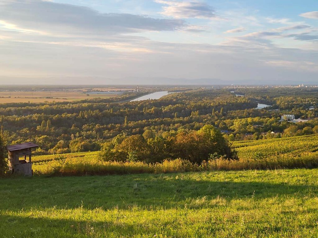 Blick von der Kapelle Maria Hügel über die Weinberge und die Rheinebene bis in die Vogesen in der Abendsonne