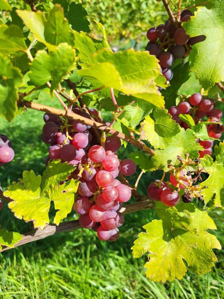 Rote Spätburgundertrauben in Bamlach im Markgräflerland