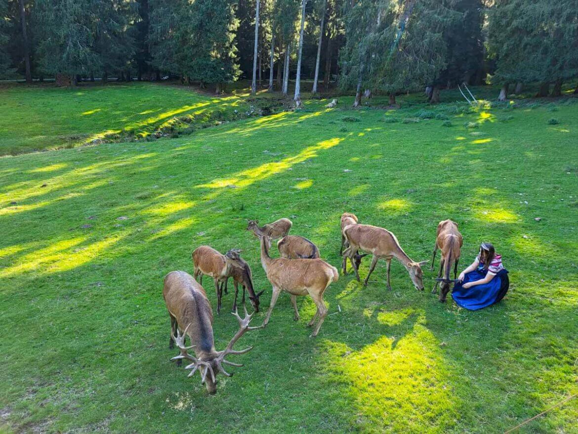 Schwarzwald Dorfurlaub im Heidelbeerdorf Enzklösterle und im Weindorf Bamlach - hier im Rotwildgehege Enzklösterle