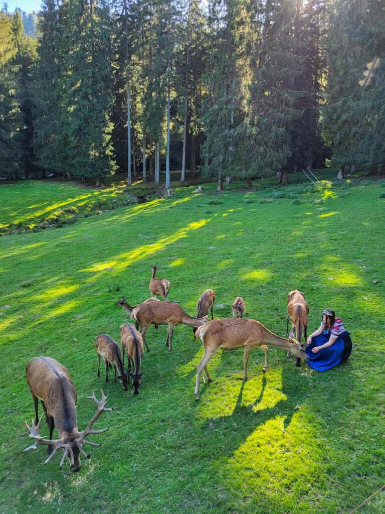 Schwarzwaldidylle pur: Weinkönigin Jody mit Hirsch Olaf und seiner Herde im Rotwildgehege Enzklösterle