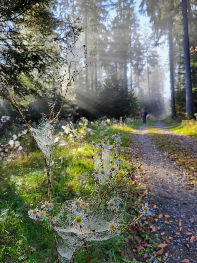 Sonne & Nebel verzaubern den herbstlichen Schwarzwald