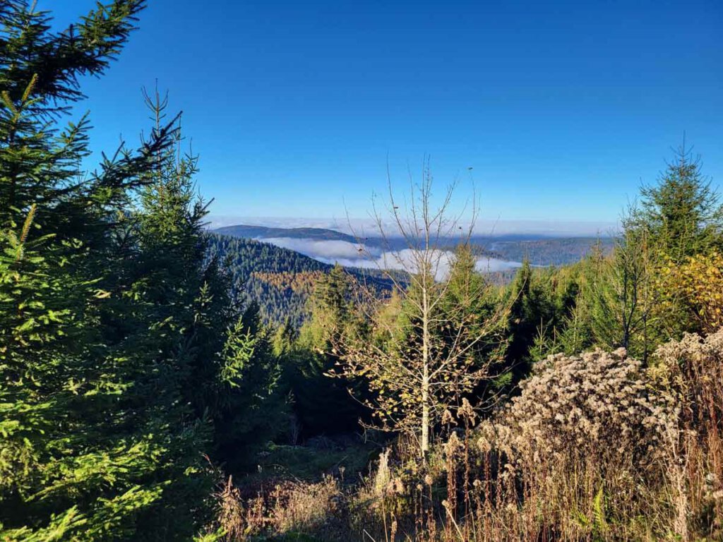 Ausblicke auf den herbstlichen Schwarzwald mit Nebelschwaden im Tal