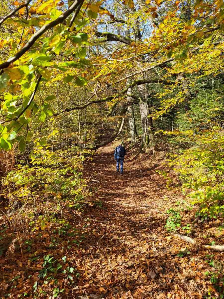 Goldener Herbst auf unserer Schwarzwald Wanderung zur Teufelsmühle
