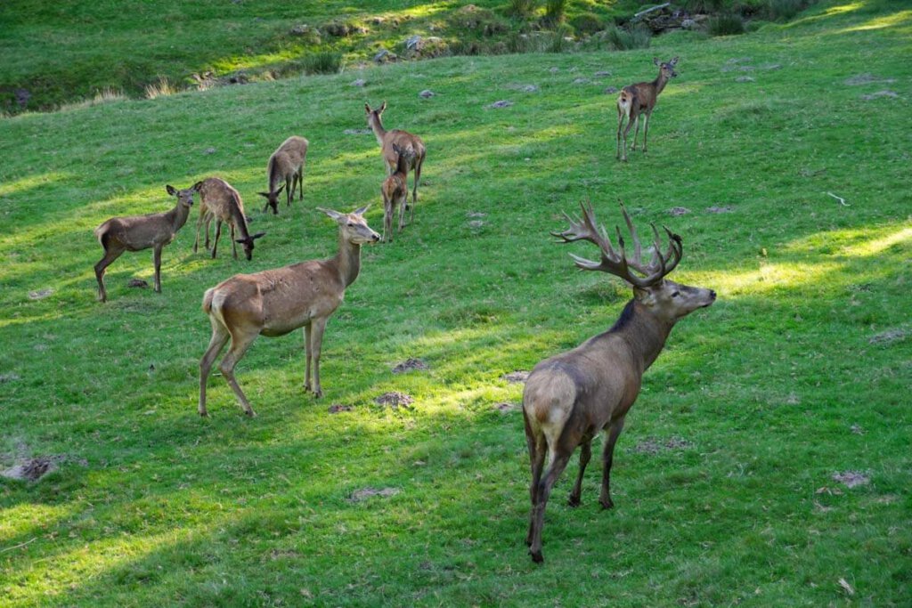 Der imposante Hirsch Olaf und seine "Mädels" im Rotwildgehege Enzklösterle