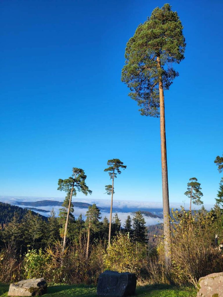 Schwarzwald Wanderung hoch über dem nebelverhangenen Tal