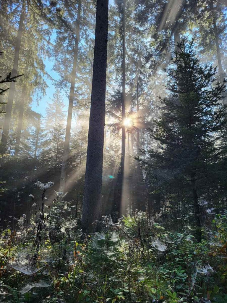 Mystische Herbststimmung im Nordschwarzwald