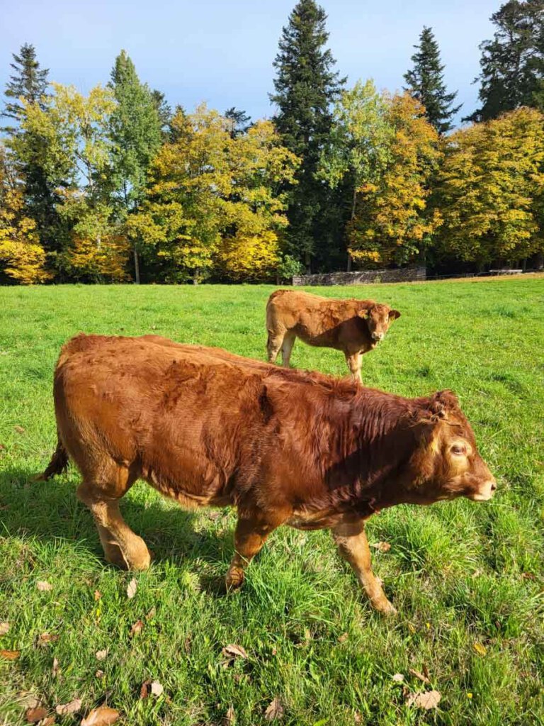 Tierische Begegnung auf dem Teinacher Premiumweg