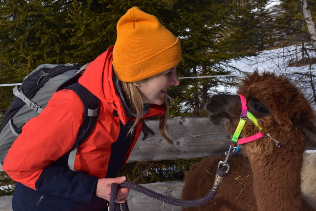 Große Alpaka-Liebe - leider nur einseitig ;-)