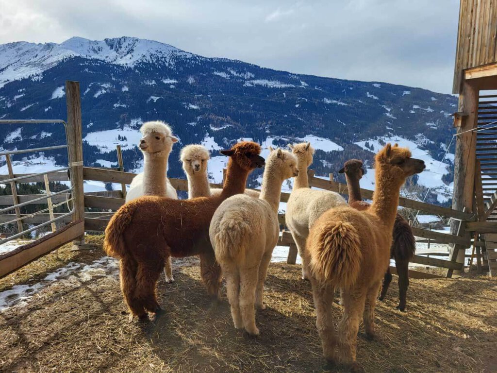Alpakaherde in den Tiroler Alpen