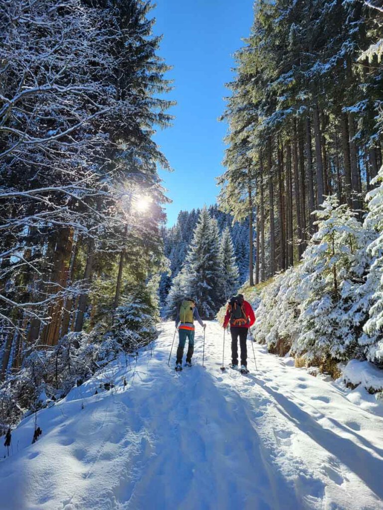 Märchenhafte Winterstimmung beim Schneeschuhwandern in den einsamen Tannenwäldern am Kolsassberg in Tirol