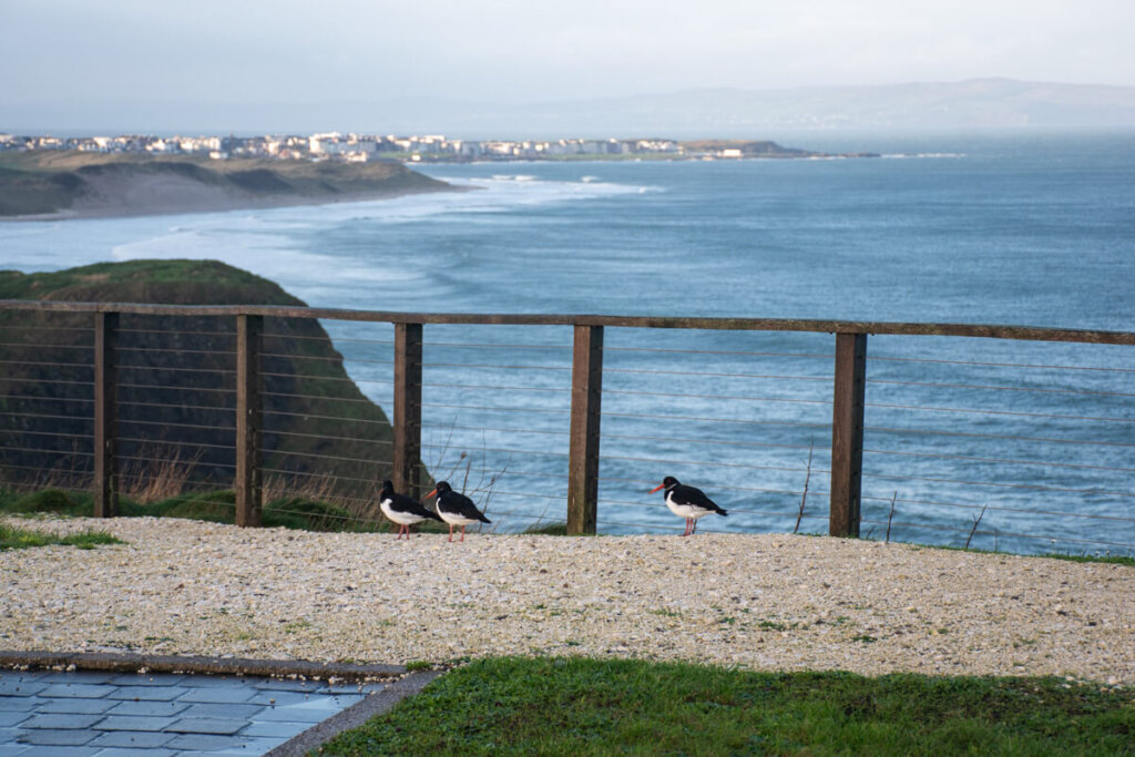 Wusstest du, dass es Puffins in Nordirland gibt?