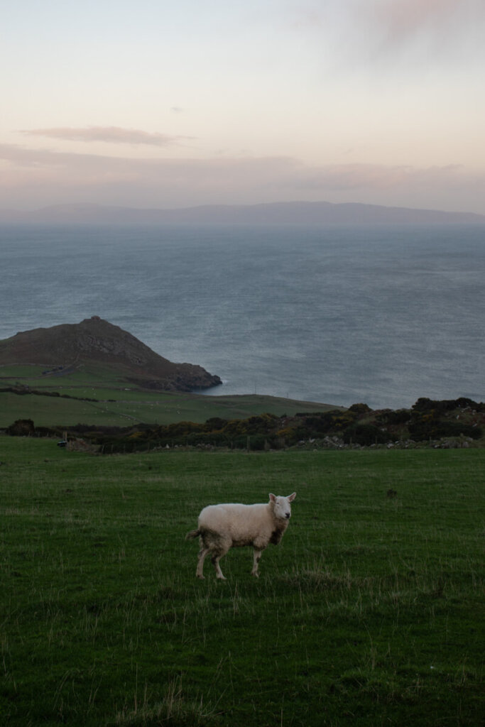 Beim Nordirland Roadtrip taucht plötzlich Schottland am Horizont auf - und ein Schaf