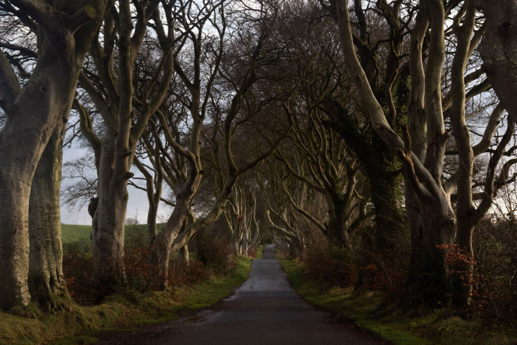 Die berühmte Allee Dark Hedges an Nordirlands Causeway Coastal Route