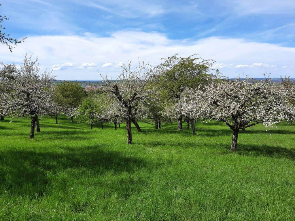 Frühlings-Tipp: Kirschblüte am Früchtetrauf in Nehren bei Tübingen