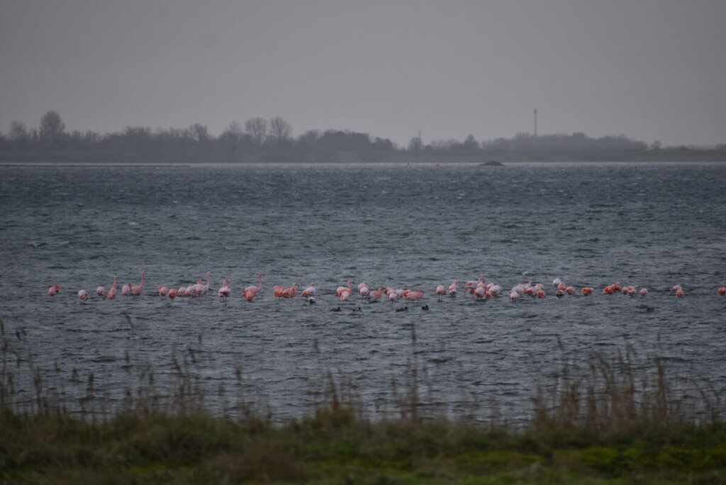 Keine Fata Morgana: Flamingos in Holland