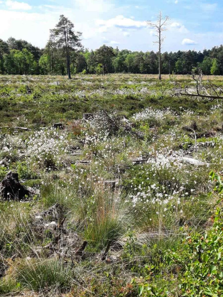 Zauberhaft: Die Wollgrasblüte in der Lüneburger Heide