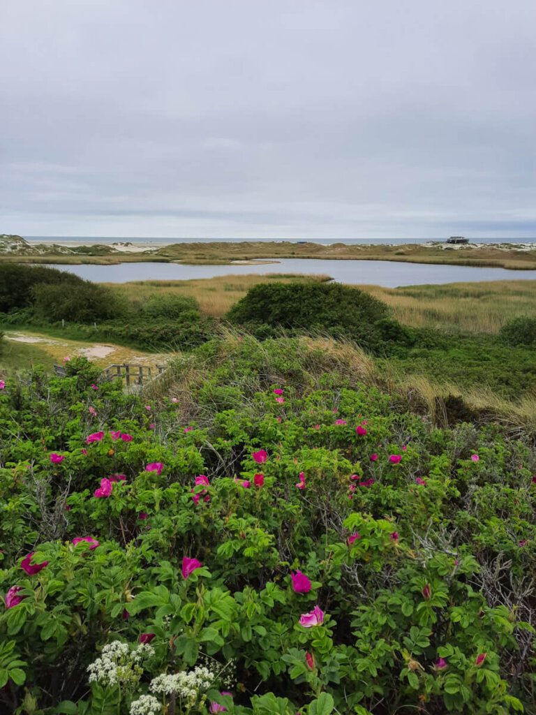 Wildrosenblüte in den Dünen von Sankt-Peter-Ording