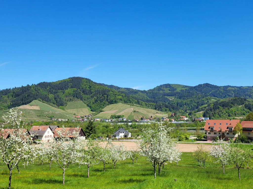 Blick über die Obstwiesen Ödsbachs auf die bewaldeten Hügel des Renchtals