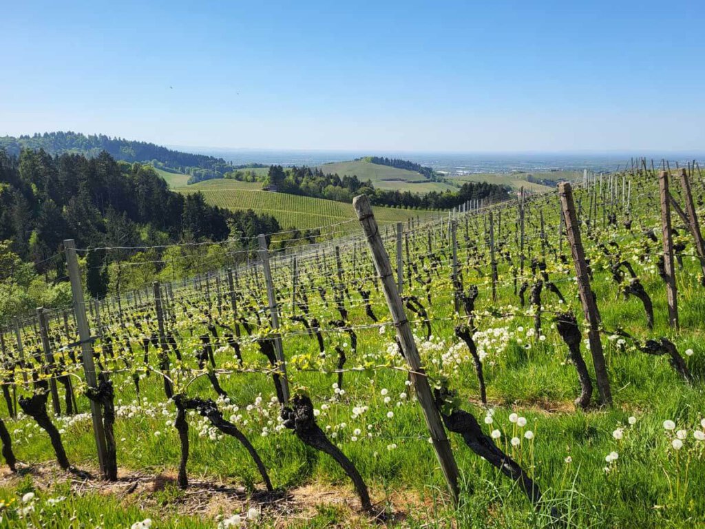 Weitblick über die Weinberge Oberkirchs bis in die Vogesen