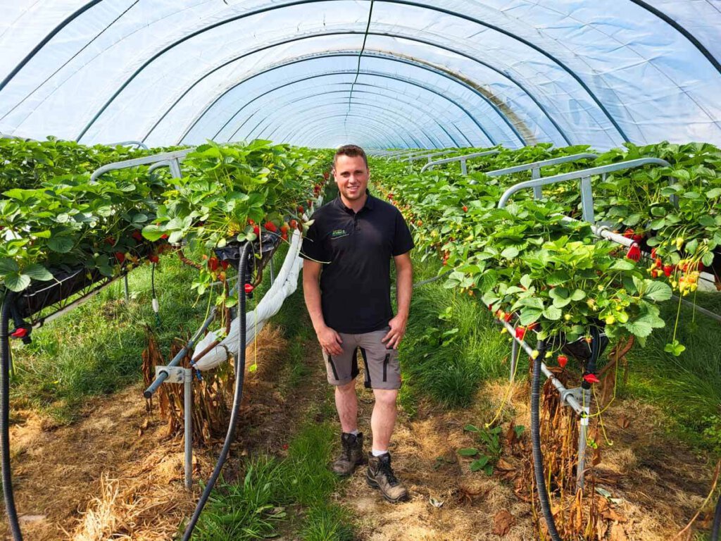 Oberkirch Renchtal: Paul Sester zeigt uns seine Erdbeeren im geschützten Anbau