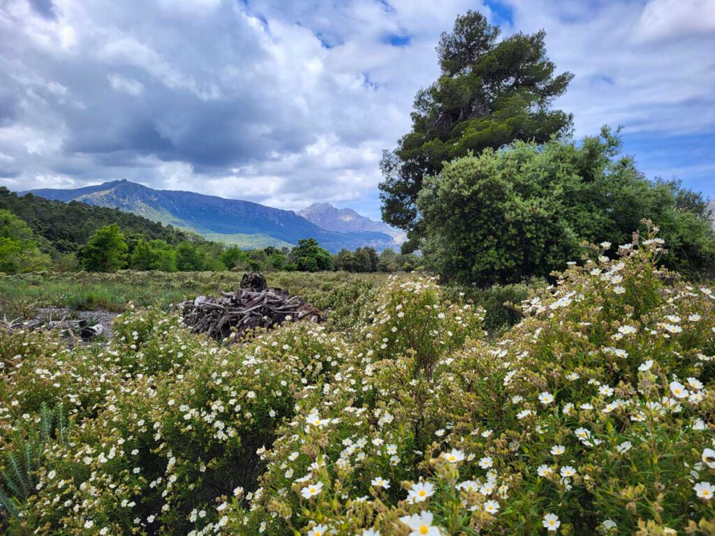 Zistrosenblüte in Mallorcas Serra de Tramuntana