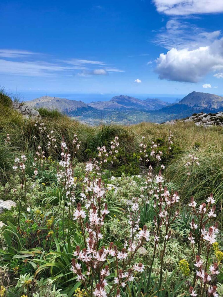 Blütenparadies in der Serra de Tramuntana
