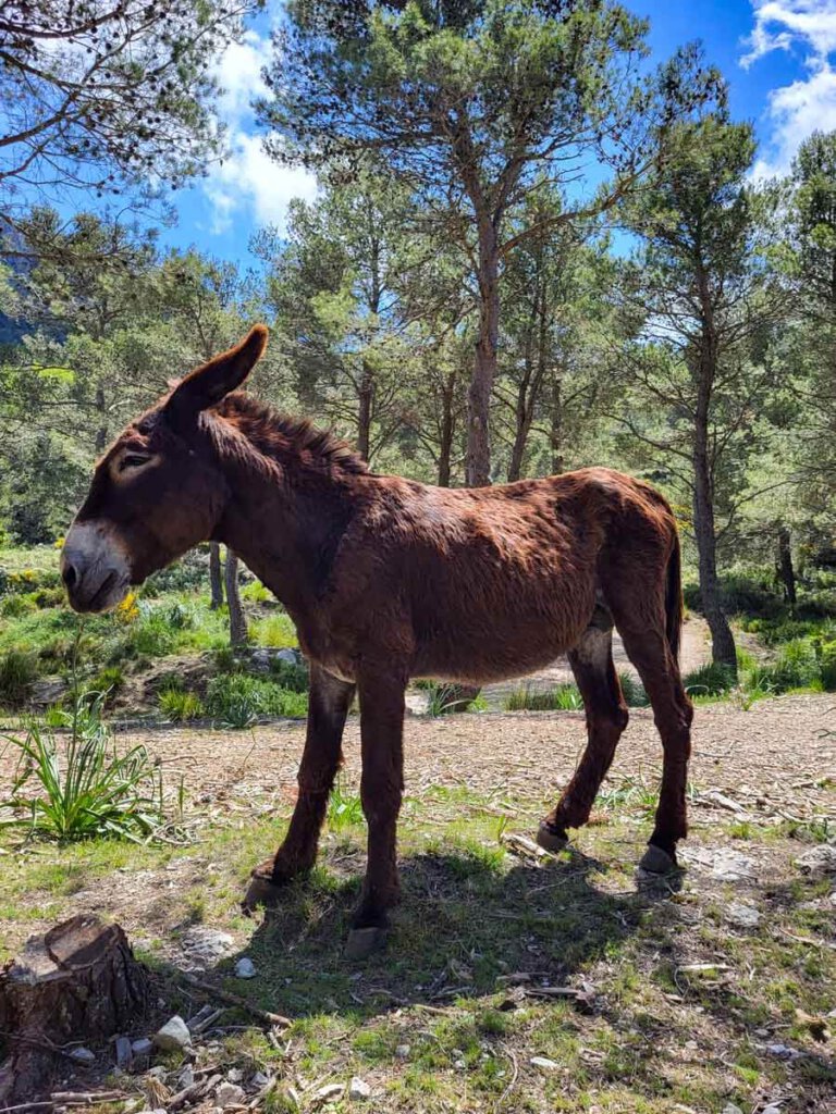Eselbegleitung am GR221 Mallorca