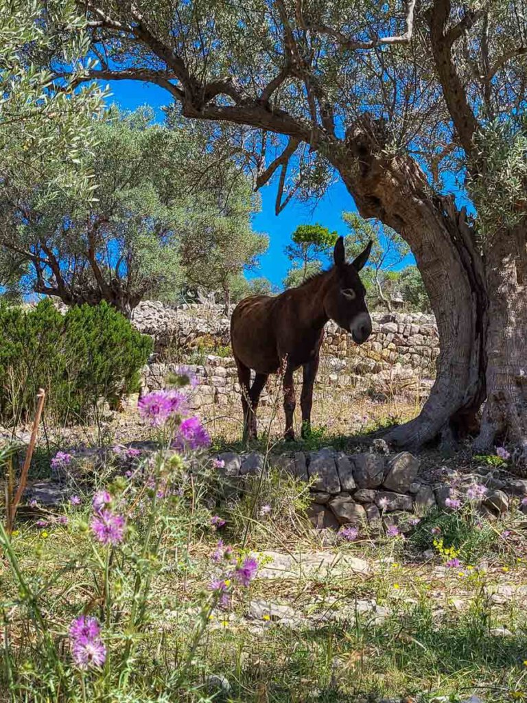 Und immer wieder treffen wir süße Esel am GR221 Mallorca