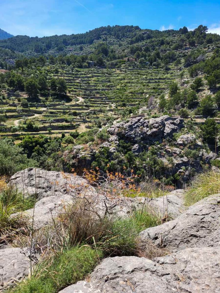 Terrassierte Olivenplantagen bei Deià