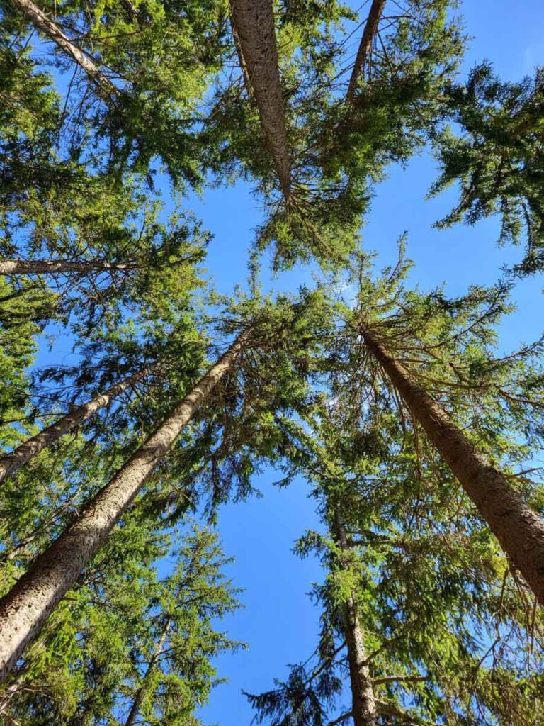 Nadelbäume bilden mehr Terpene und sind daher gesundheitsfördernder