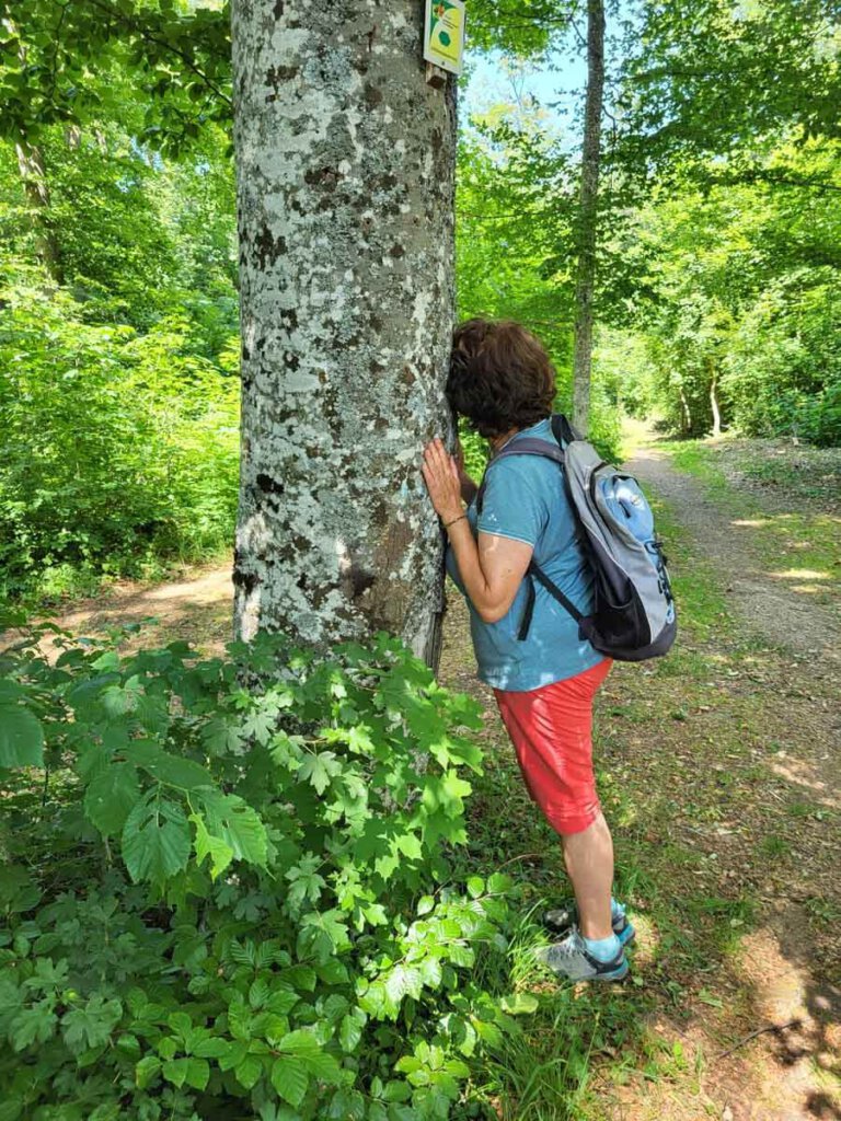 Waldbaden: Die beruhigende Wirkung der Bäume auf unser Nervensystem