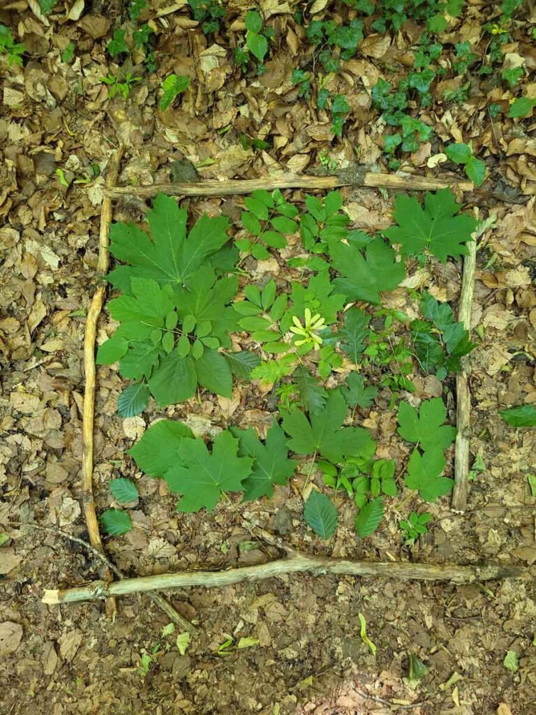 Unsere Waldcollage beim Waldbaden in Grüntönen